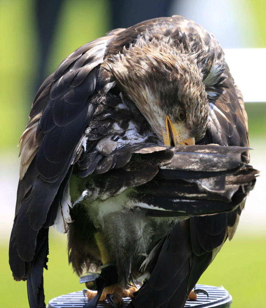 junger Weißkopfseeadler bei der Gefiederpflege