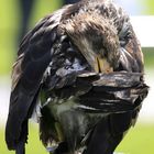 junger Weißkopfseeadler bei der Gefiederpflege