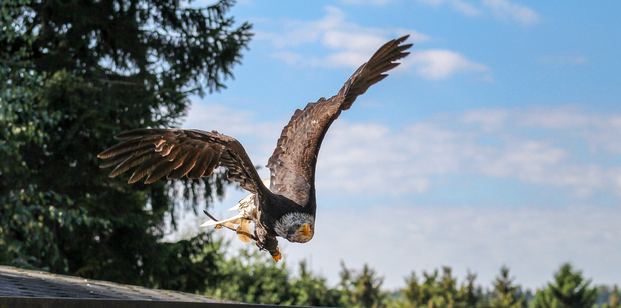 Junger Weißkopfseeadler beim Abflug