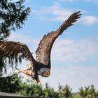 Junger Weißkopfseeadler beim Abflug