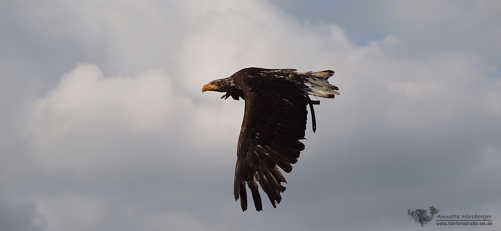 Junger Weißkopfseeadler