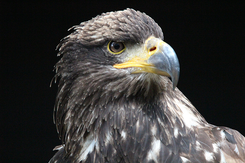 Junger Weißkopfseeadler