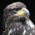 Junger Weißkopfseeadler