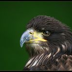 Junger Weisskopfseeadler