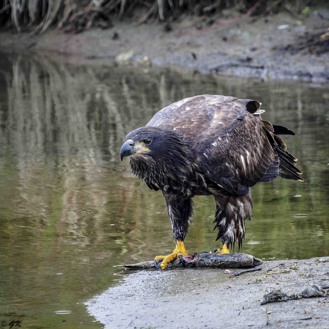 Junger Weißkopfseeadler