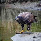 Junger Weißkopfseeadler