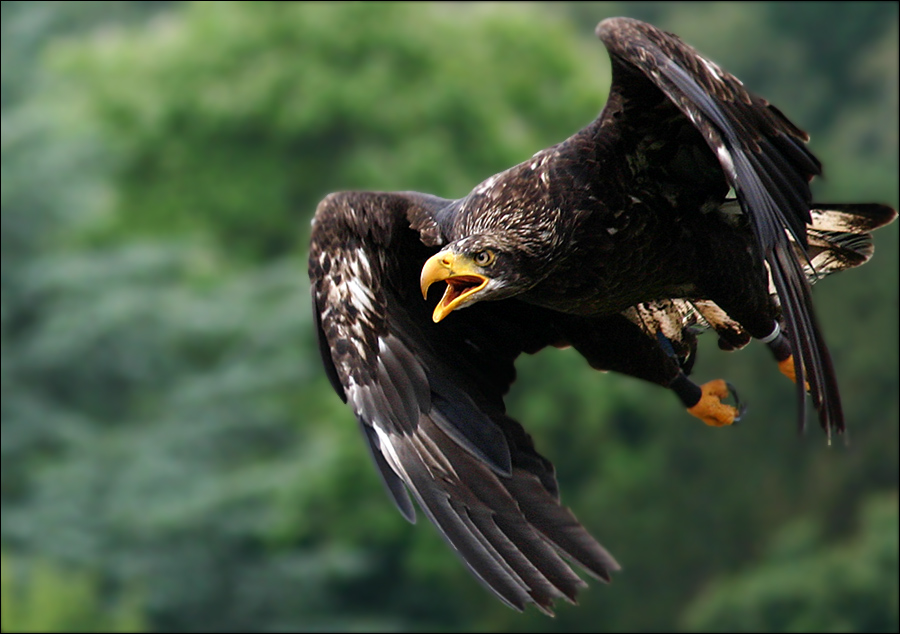 junger Weißkopfseeadler