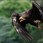 junger Weißkopfseeadler