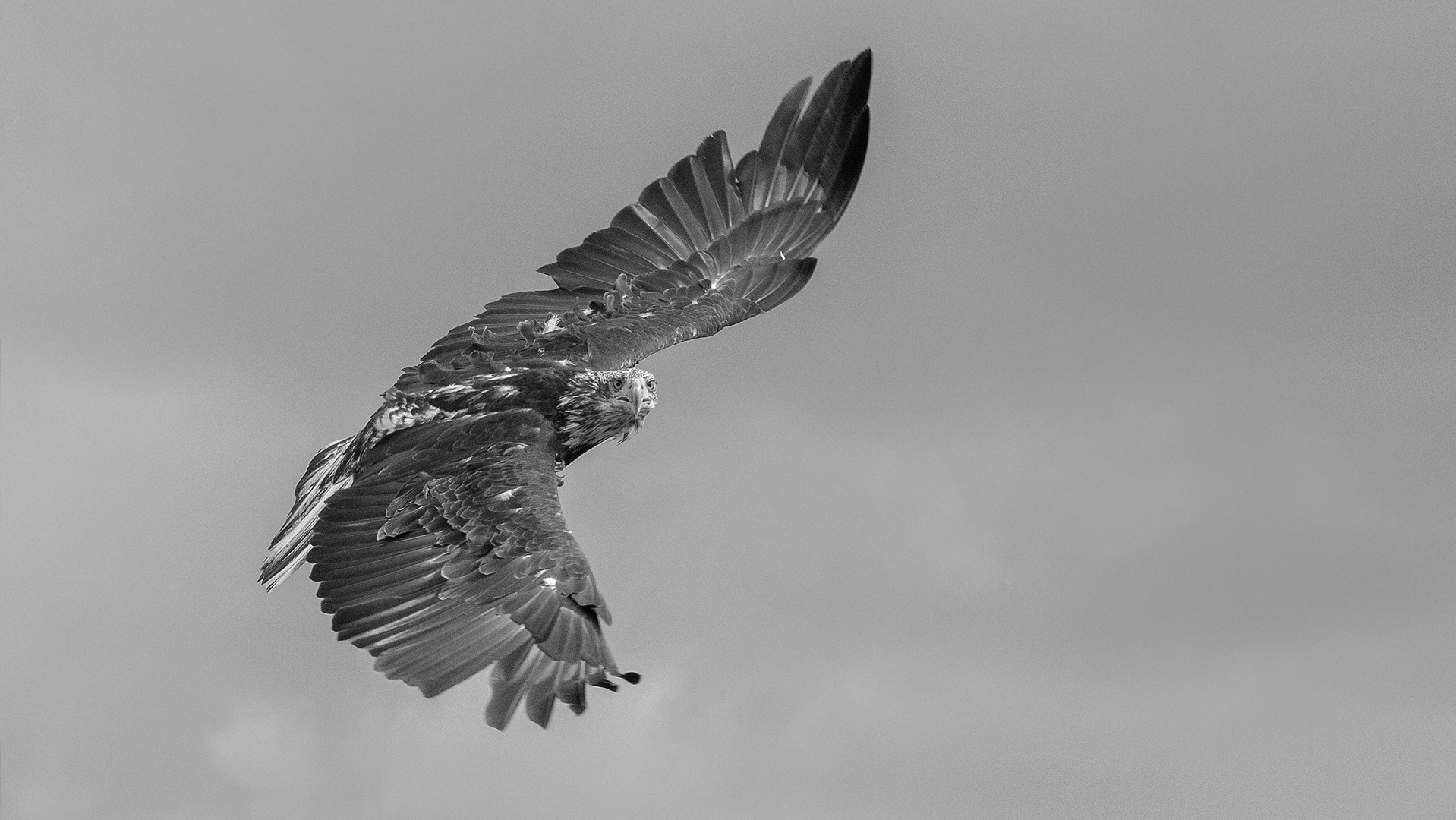 Junger Weißkopfseeadler