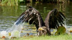 Junger Weißkopfseeadler