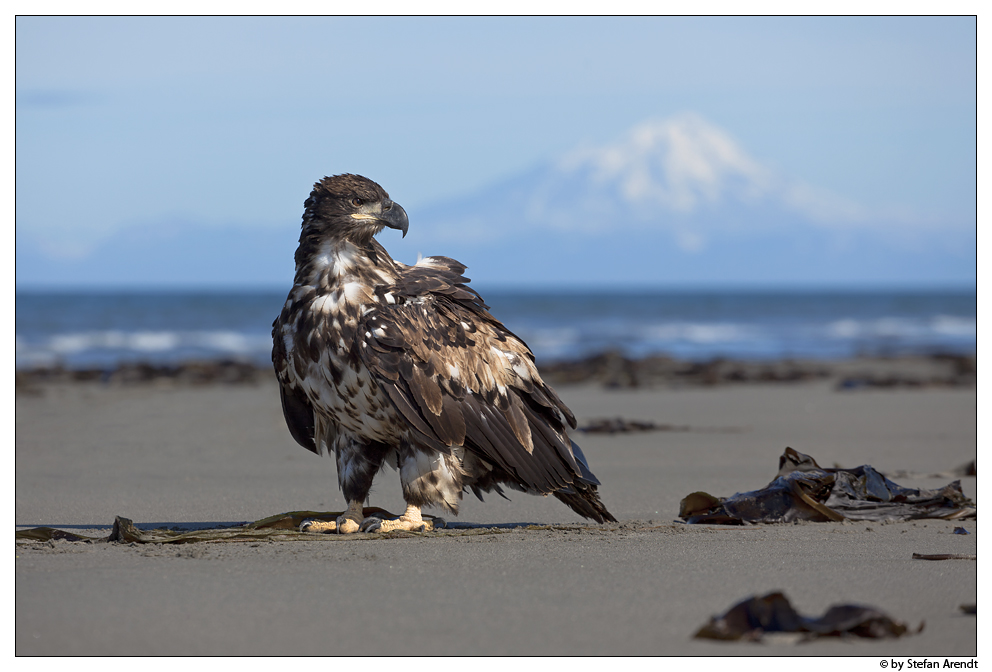 Junger Weißkopfseeadler