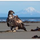 Junger Weißkopfseeadler