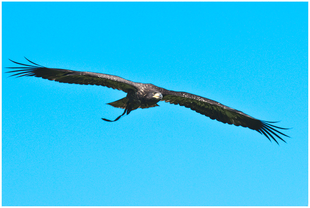 Junger Weisskopfseeadler