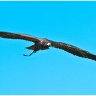 Junger Weisskopfseeadler