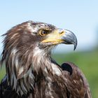 Junger Weißkopfseeadler