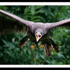 Junger Weisskopfseeadler