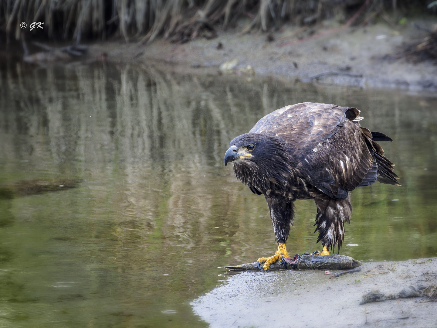 Junger Weißkopfseeadler