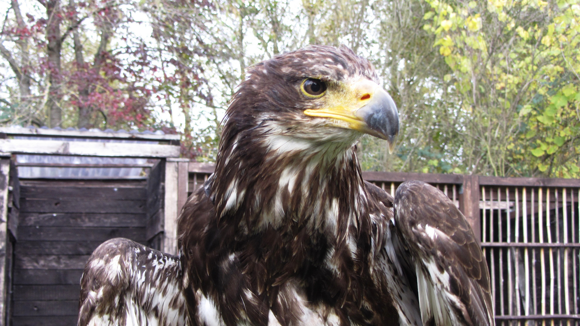 Junger Weißkopfseeadler