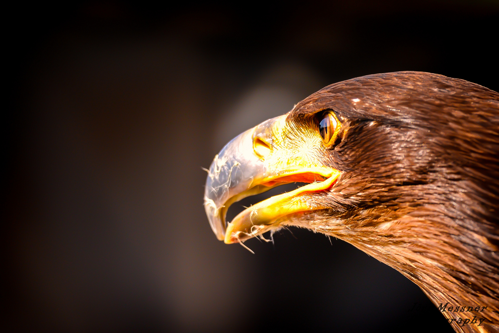 Junger Weißkopfseeadler