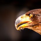 Junger Weißkopfseeadler