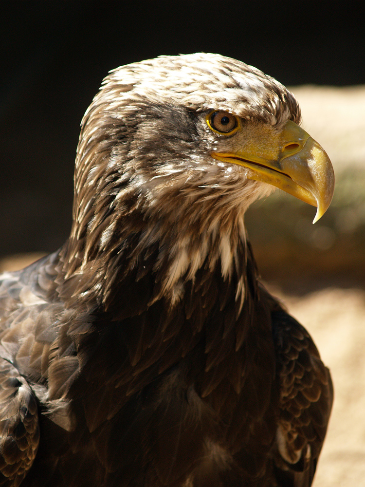 Junger Weißkopfseeadler