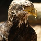 Junger Weißkopfseeadler