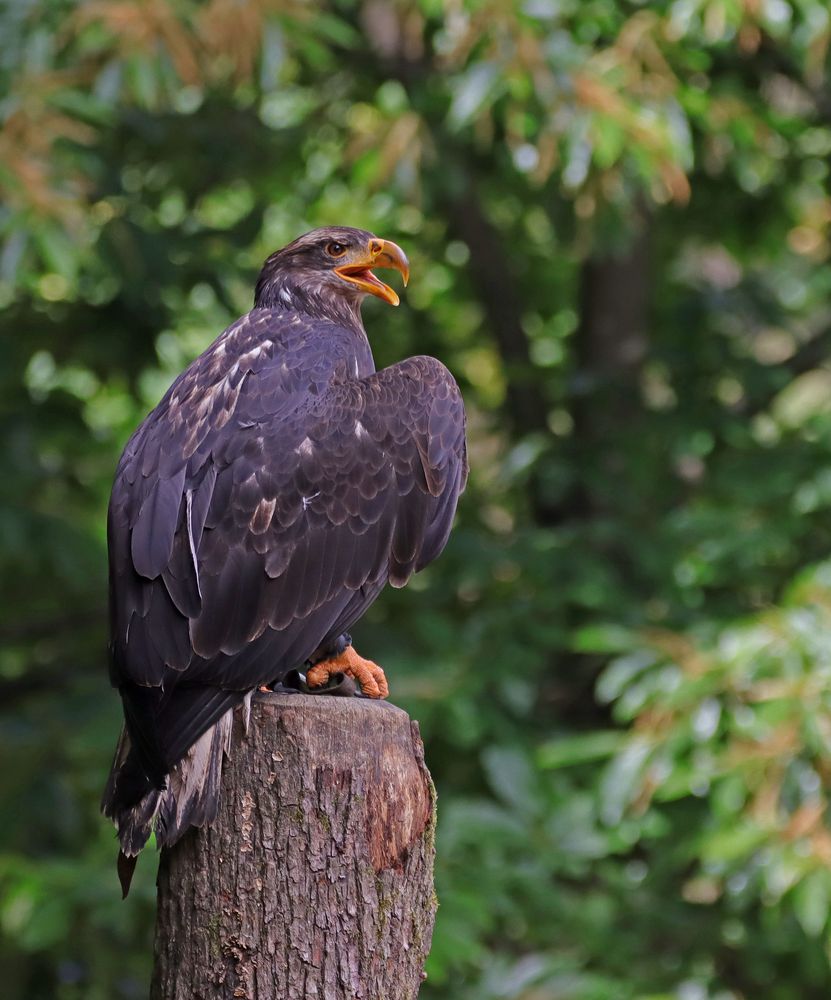 Junger Weißkopfseeadler