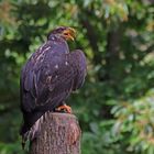 Junger Weißkopfseeadler