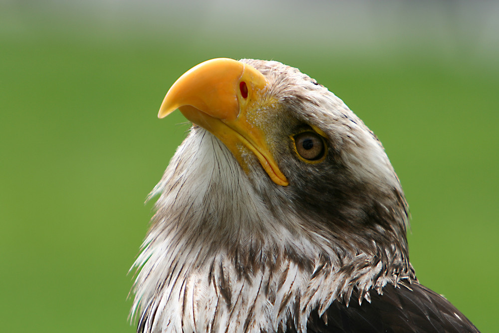 junger Weisskopfseeadler