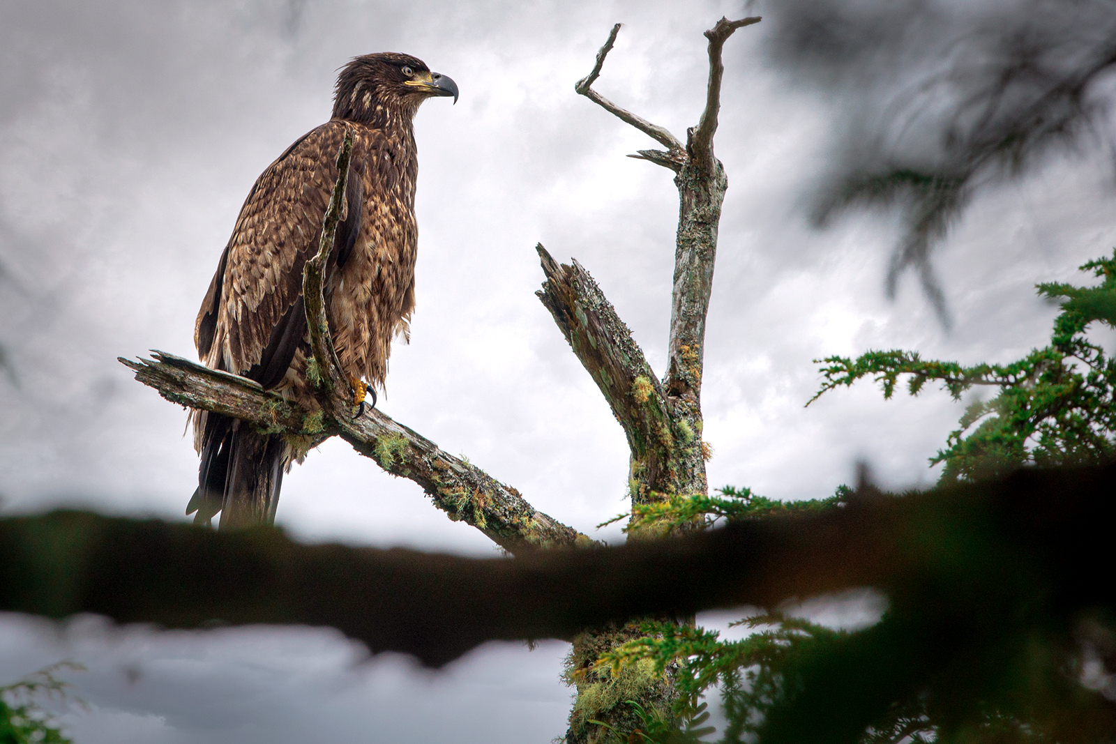 Junger Weißkopfseeadler