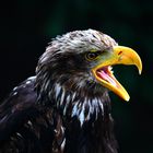 Junger Weißkopfseeadler