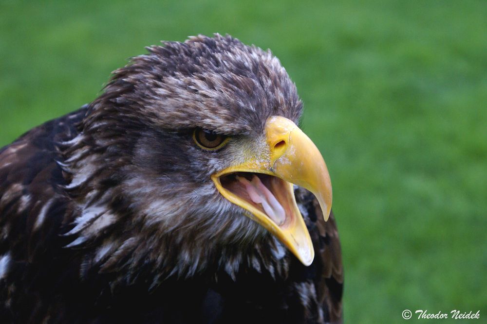  Junger Weißkopfseeadler