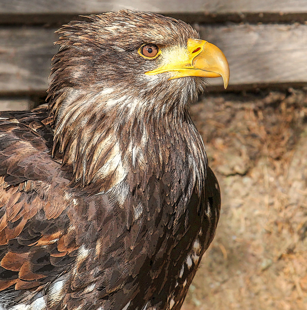 Junger Weißkopfseeadler 