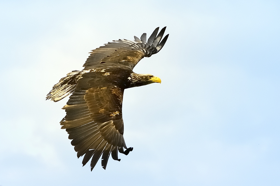 Junger Weißkopfseeadler