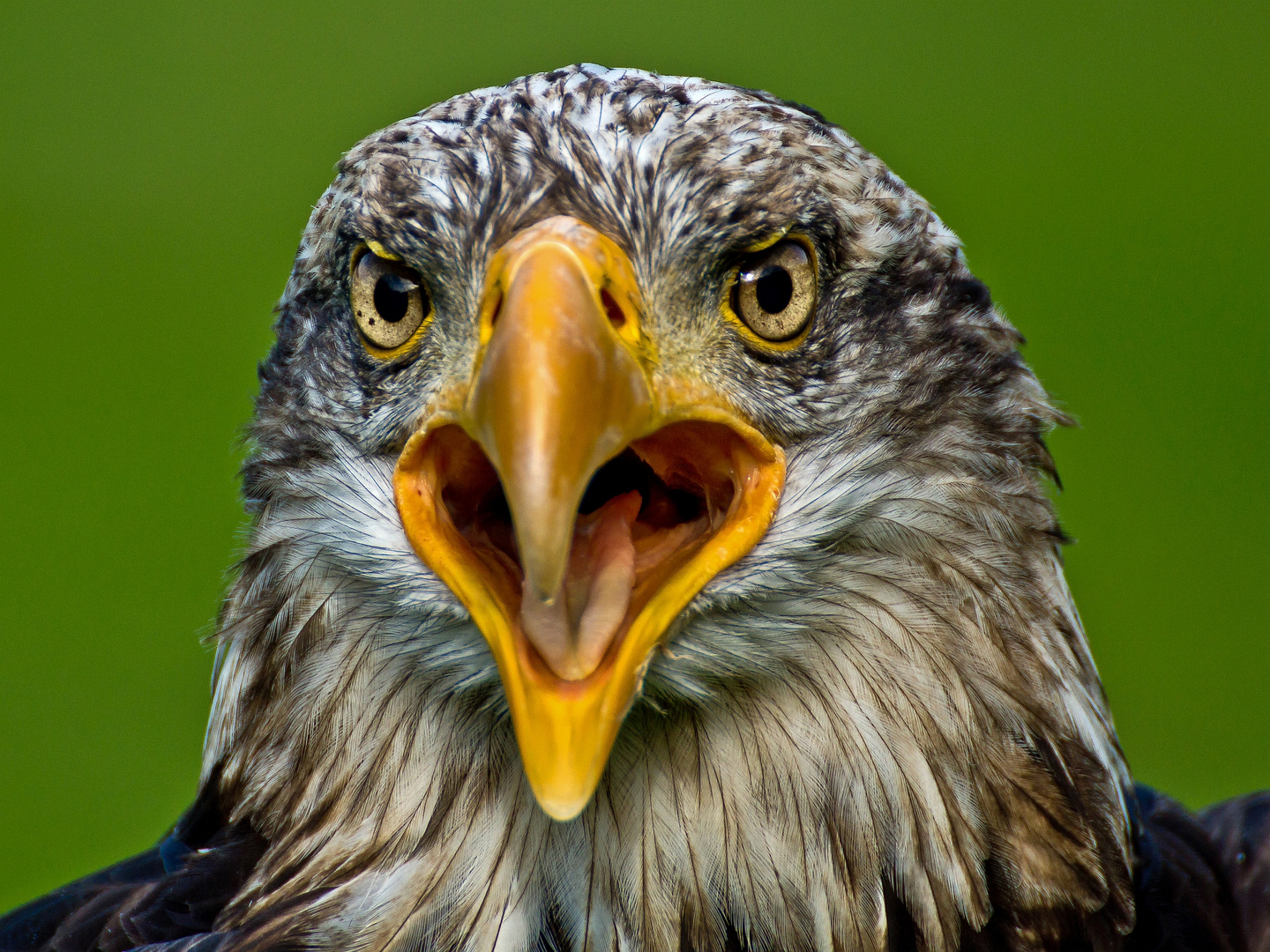 Junger Weißkopfseeadler II