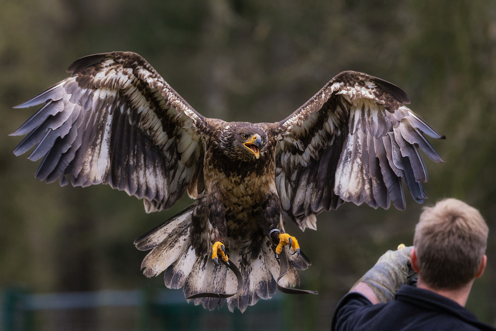 Junger Weißkopfseeadler im Anflug...