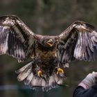 Junger Weißkopfseeadler im Anflug...