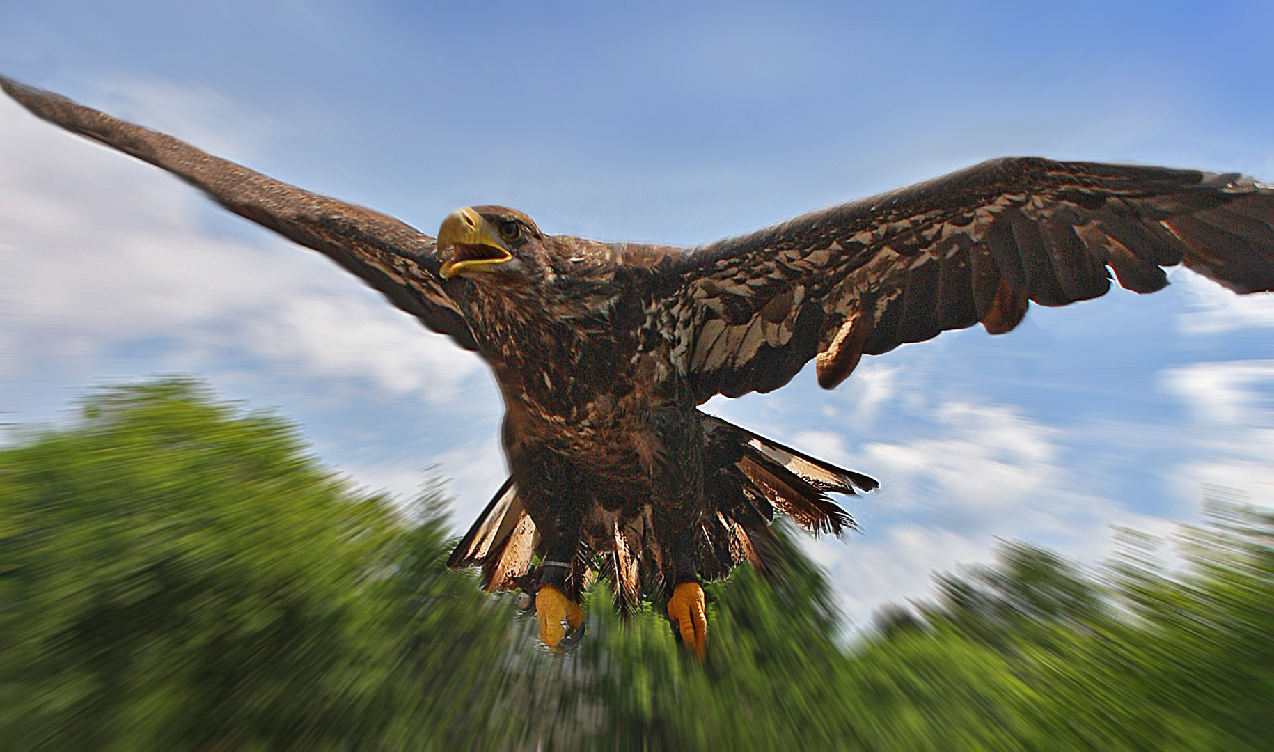 Junger Weisskopfseeadler im Flug