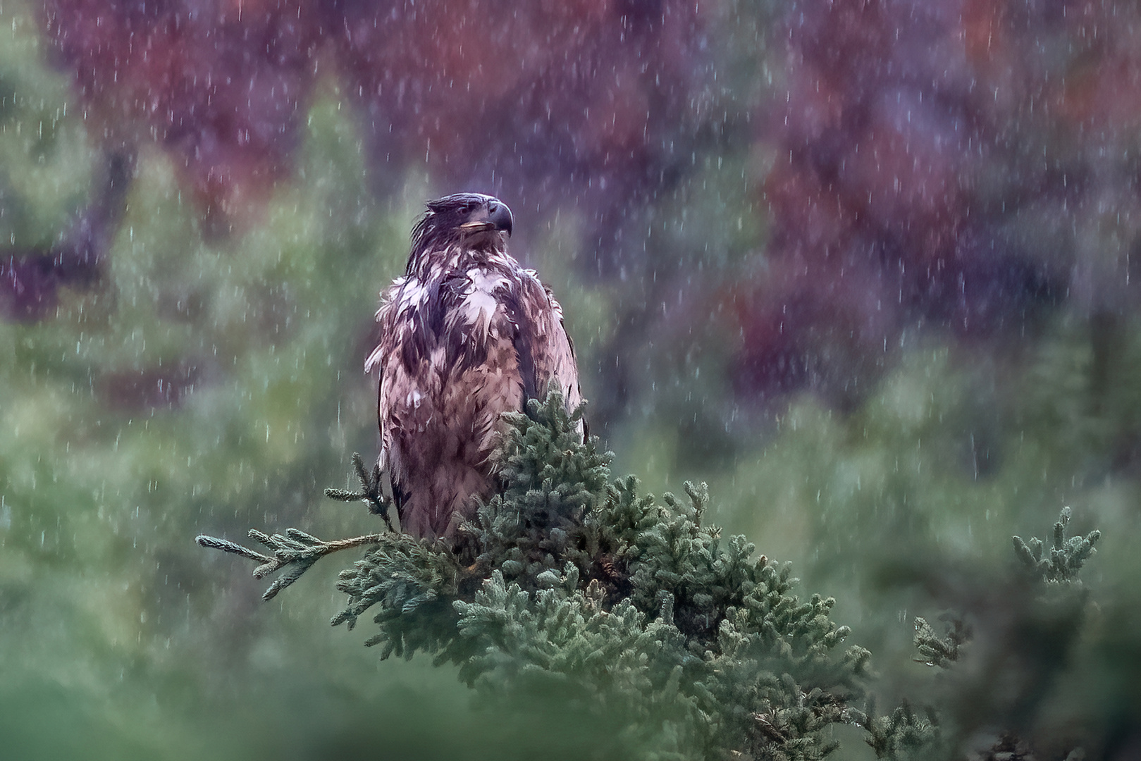  Junger Weisskopfseeadler im Regen