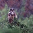  Junger Weisskopfseeadler im Regen