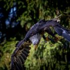 Junger Weisskopfseeadler im Sturzflug