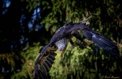 Junger Weisskopfseeadler im Sturzflug