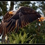 junger Weißkopfseeadler mit anmutigem Flügelschlag