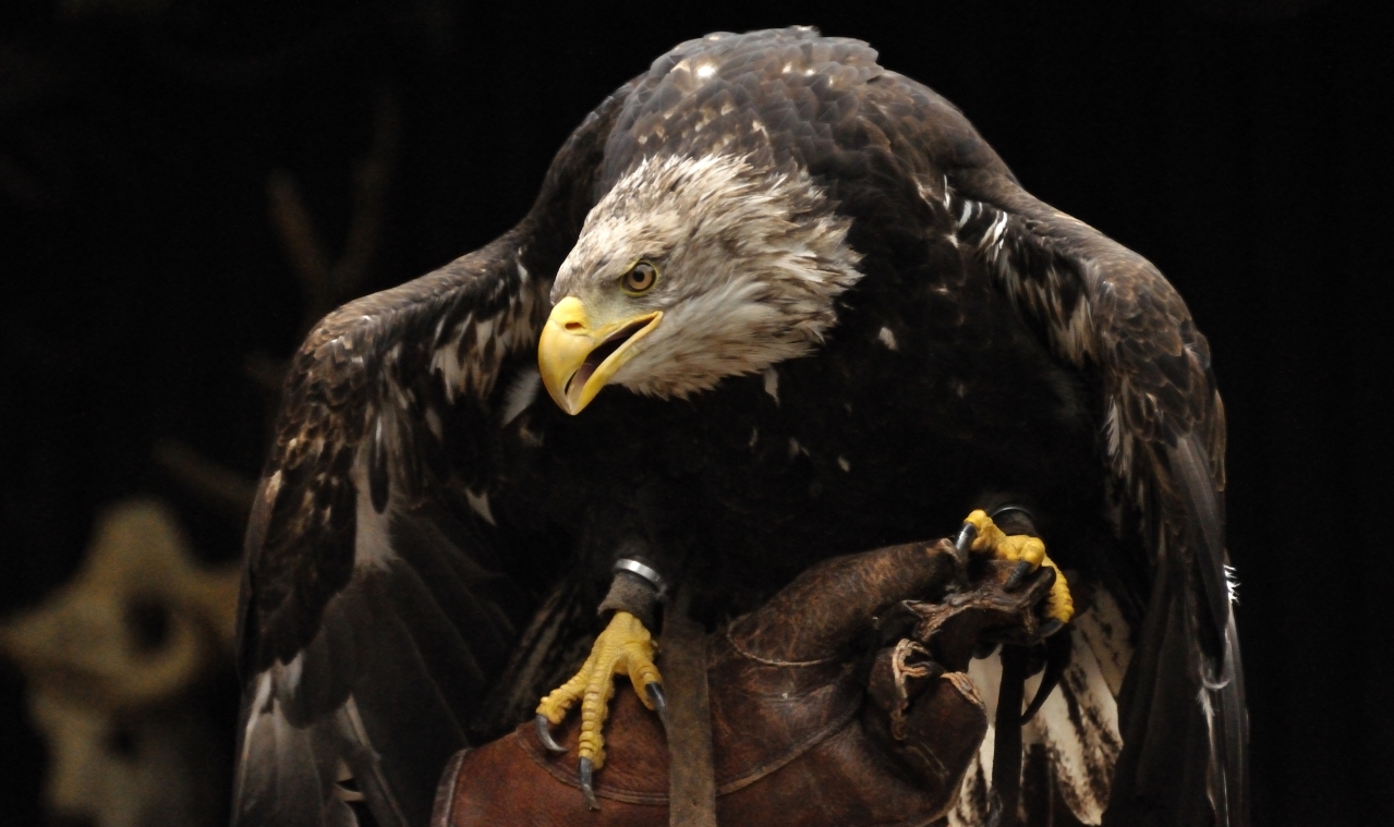 junger Weisskopfseeadler nach dem Flug in Hellenthal