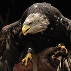 junger Weisskopfseeadler nach dem Flug in Hellenthal