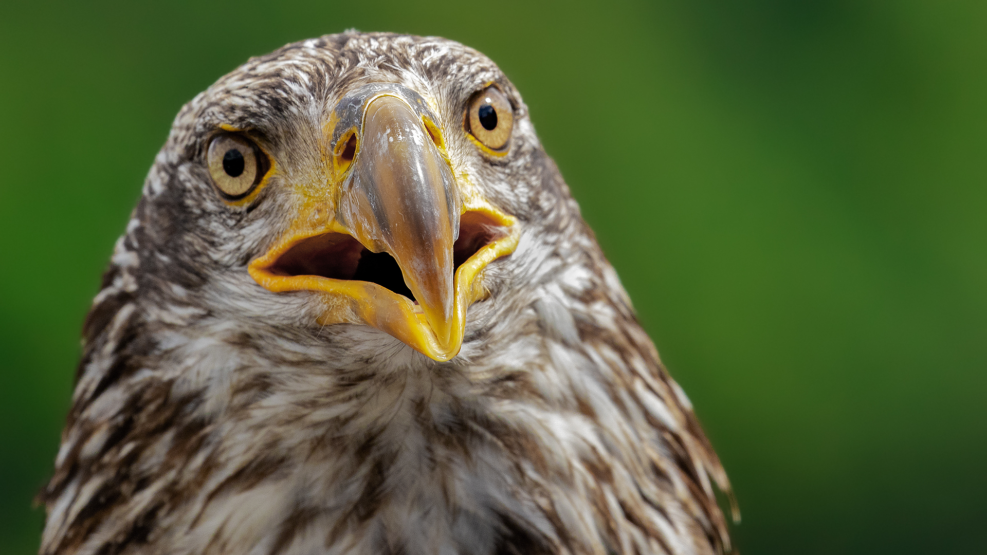  Junger Weißkopfseeadler-Portrait 001