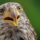  Junger Weißkopfseeadler-Portrait 001