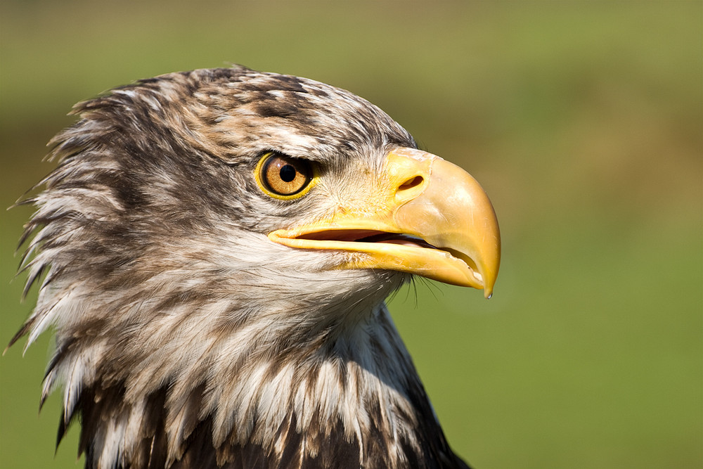 Junger Weißkopfseeadler (Portrait)