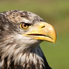 Junger Weißkopfseeadler (Portrait)