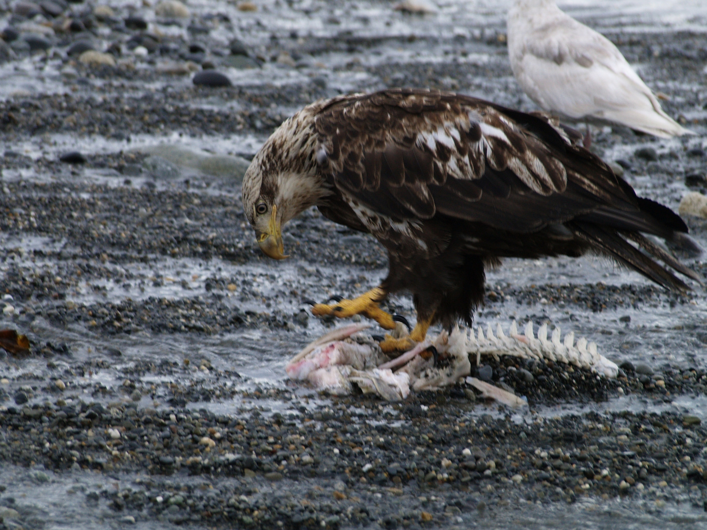 Junger Weißkopfseeadler schnorrt sich sein Futter